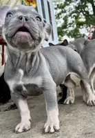 Thrive, a male French Bulldog for sale in Elkton, KY – Photo 5 of 7