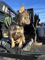 Thrive, a male French Bulldog for sale in Elkton, KY – Photo 2 of 7