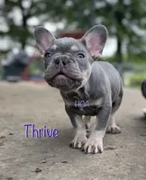 Thrive, a male French Bulldog for sale in Elkton, KY – Photo 4 of 7
