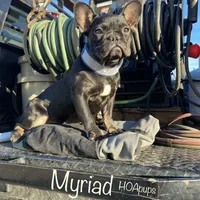 Myriad -Black and tan, a female French Bulldog for sale in Elkton, KY – Photo 3 of 9