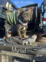 Myriad -Black and tan, a female French Bulldog for sale in Elkton, KY – Photo 3 of 9