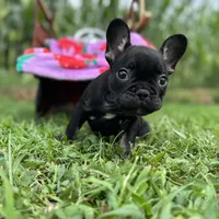 Myriad -Black and tan, a female French Bulldog for sale in Elkton, KY – Photo 9 of 9