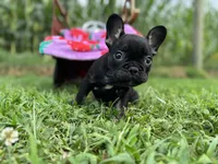Myriad -Black and tan, a female French Bulldog for sale in Elkton, KY – Photo 9 of 9