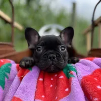 Myriad -Black and tan, a female French Bulldog for sale in Elkton, KY – Photo 8 of 9