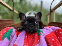 Myriad -Black and tan, a female French Bulldog for sale in Elkton, KY – Photo 8 of 9