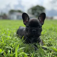 Myriad -Black and tan, a female French Bulldog for sale in Elkton, KY – Photo 6 of 9