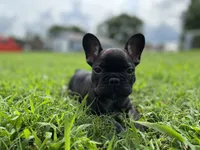 Myriad -Black and tan, a female French Bulldog for sale in Elkton, KY – Photo 6 of 9