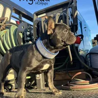 Myriad -Black and tan, a female French Bulldog for sale in Elkton, KY – Photo 2 of 9