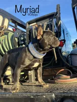 Myriad -Black and tan, a female French Bulldog for sale in Elkton, KY – Photo 2 of 9