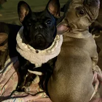 Myriad -Black and tan, a female French Bulldog for sale in Elkton, KY – Photo 1 of 9