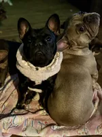 Myriad -Black and tan, a female French Bulldog for sale in Elkton, KY – Photo 1 of 9