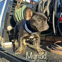 Myriad -Black and tan, a female French Bulldog for sale in Elkton, KY – Photo 4 of 9