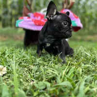 Myriad -Black and tan, a female French Bulldog for sale in Elkton, KY – Photo 7 of 9