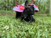 Myriad -Black and tan, a female French Bulldog for sale in Elkton, KY – Photo 7 of 9