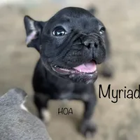 Myriad -Black and tan, a female French Bulldog for sale in Elkton, KY – Photo 5 of 9