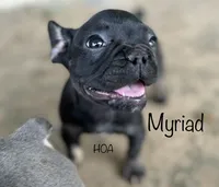 Myriad -Black and tan, a female French Bulldog for sale in Elkton, KY – Photo 5 of 9