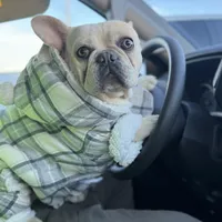 Ondo, a male French Bulldog for sale in Elkton, KY – Photo 1 of 10