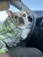 Ondo, a male French Bulldog for sale in Elkton, KY – Photo 1 of 10