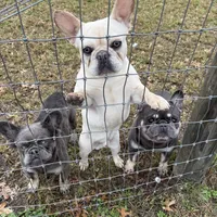 Ondo, a male French Bulldog for sale in Elkton, KY – Photo 7 of 10