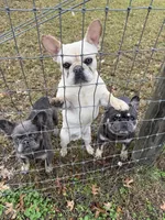 Ondo, a male French Bulldog for sale in Elkton, KY – Photo 7 of 10