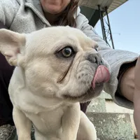 Ondo, a male French Bulldog for sale in Elkton, KY – Photo 8 of 10