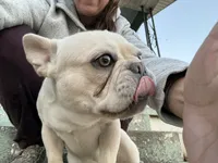 Ondo, a male French Bulldog for sale in Elkton, KY – Photo 8 of 10