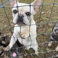 Ondo, a male French Bulldog for sale in Elkton, KY – Photo 5 of 10