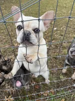 Ondo, a male French Bulldog for sale in Elkton, KY – Photo 5 of 10
