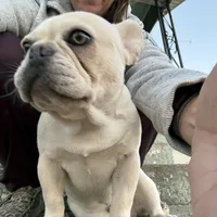 Ondo, a male French Bulldog for sale in Elkton, KY – Photo 6 of 10