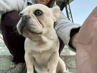 Ondo, a male French Bulldog for sale in Elkton, KY – Photo 6 of 10