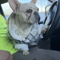 Ondo, a male French Bulldog for sale in Elkton, KY – Photo 2 of 10