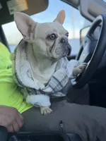 Ondo, a male French Bulldog for sale in Elkton, KY – Photo 2 of 10