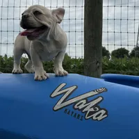 Ondo, a male French Bulldog for sale in Elkton, KY – Photo 9 of 10