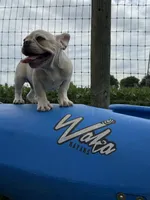 Ondo, a male French Bulldog for sale in Elkton, KY – Photo 9 of 10