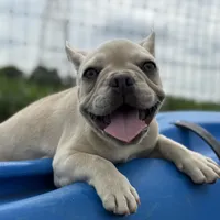 Ondo, a male French Bulldog for sale in Elkton, KY – Photo 10 of 10