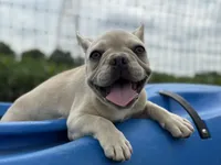 Ondo, a male French Bulldog for sale in Elkton, KY – Photo 10 of 10