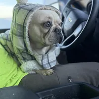 Ondo, a male French Bulldog for sale in Elkton, KY – Photo 4 of 10