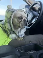 Ondo, a male French Bulldog for sale in Elkton, KY – Photo 4 of 10