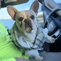 Ondo, a male French Bulldog for sale in Elkton, KY – Photo 3 of 10