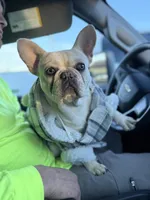 Ondo, a male French Bulldog for sale in Elkton, KY – Photo 3 of 10