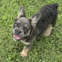 Solana blue tan fluffy, a female French Bulldog for sale in Elkton, KY – Photo 1 of 4