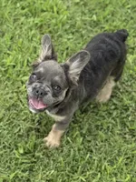 Solana blue tan fluffy, a female French Bulldog for sale in Elkton, KY – Photo 1 of 4