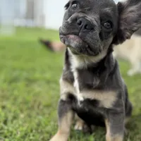 Solana blue tan fluffy, a female French Bulldog for sale in Elkton, KY – Photo 2 of 4