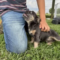 Solana blue tan fluffy, a female French Bulldog for sale in Elkton, KY – Photo 3 of 4