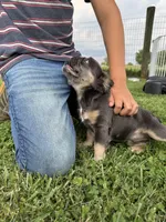 Solana blue tan fluffy, a female French Bulldog for sale in Elkton, KY – Photo 3 of 4