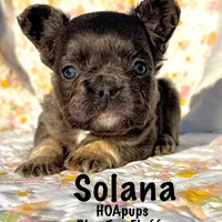 Solana blue tan fluffy, a female French Bulldog for sale in Elkton, KY – Photo 4 of 4