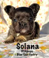 Solana blue tan fluffy, a female French Bulldog for sale in Elkton, KY – Photo 4 of 4