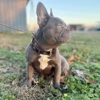 Cardano, a male French Bulldog for sale in Elkton, KY – Photo 3 of 10