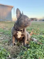 Cardano, a male French Bulldog for sale in Elkton, KY – Photo 3 of 10