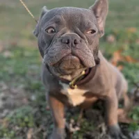 Cardano, a male French Bulldog for sale in Elkton, KY – Photo 4 of 10